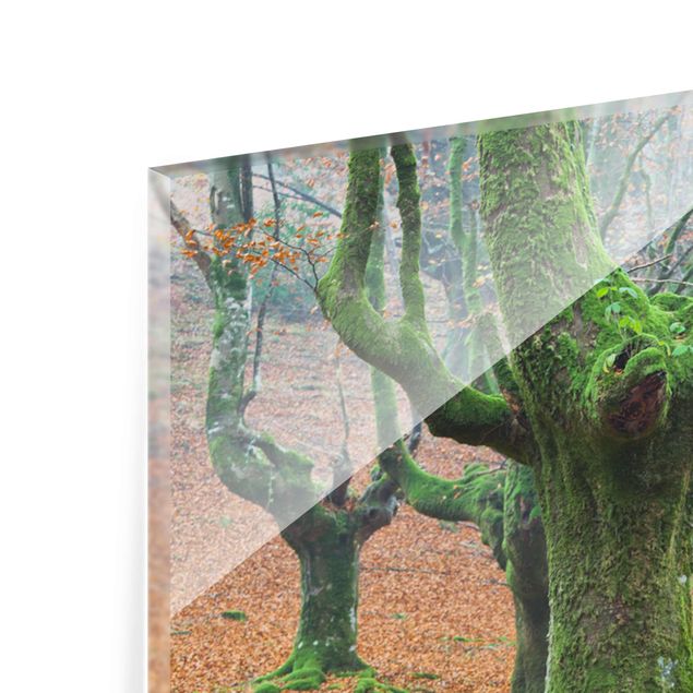 Glasschilderijen - 3-delig Beech Forest In The Gorbea Natural Park In Spain