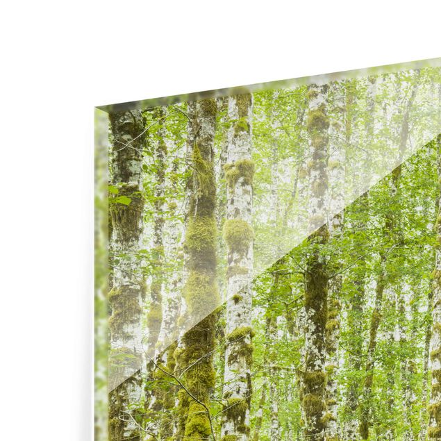 Glasschilderijen - 3-delig Hoh Rainforest Olympic National Park