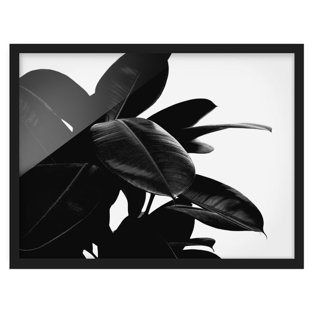 Ingelijste posters Rubber Tree Black And White
