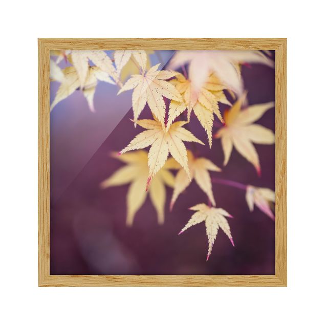 Ingelijste posters Autumn Maple Tree