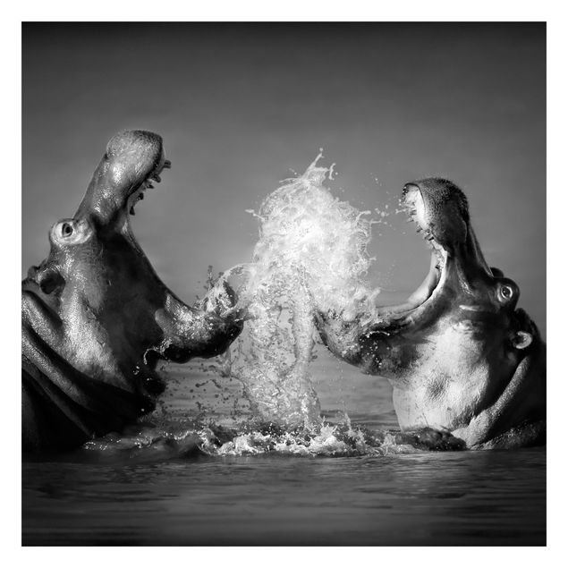Fotobehang Hippo Fight