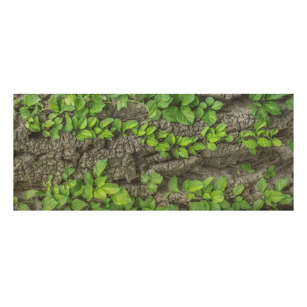 Houten schilderijen Ivy Tendrils Tree Bark