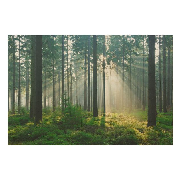 Houten schilderijen Enlightened Forest