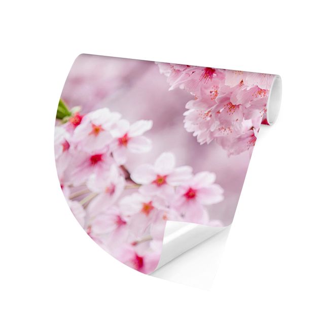 Behangcirkel Japanese Cherry Blossoms