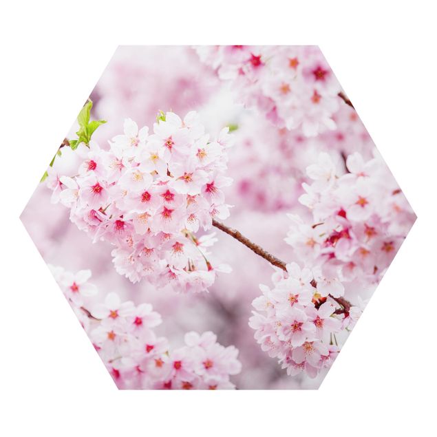 Hexagons Aluminium Dibond schilderijen Japanese Cherry Blossoms