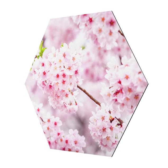 Hexagons Aluminium Dibond schilderijen Japanese Cherry Blossoms