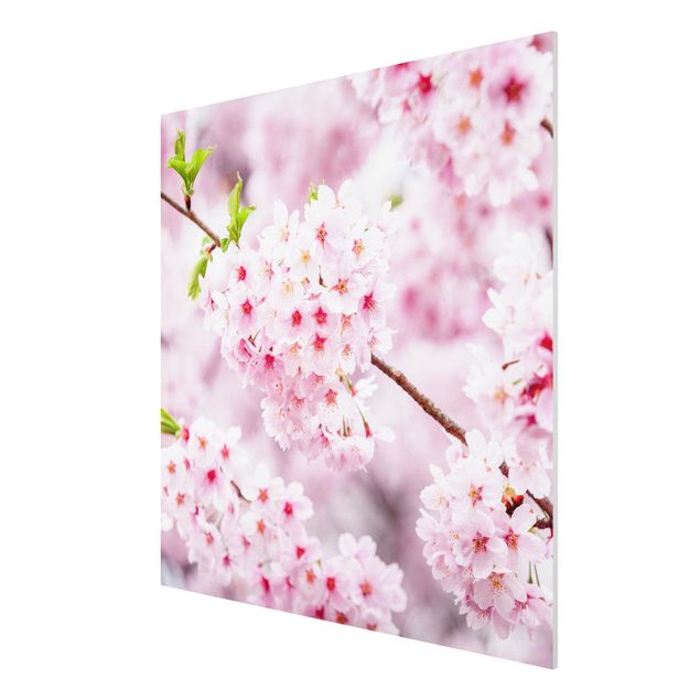 Forex schilderijen Japanese Cherry Blossoms