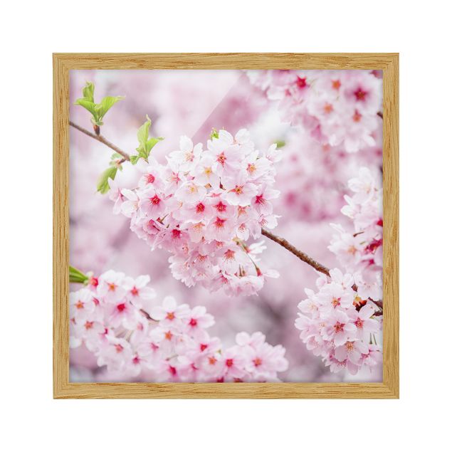 Ingelijste posters Japanese Cherry Blossoms
