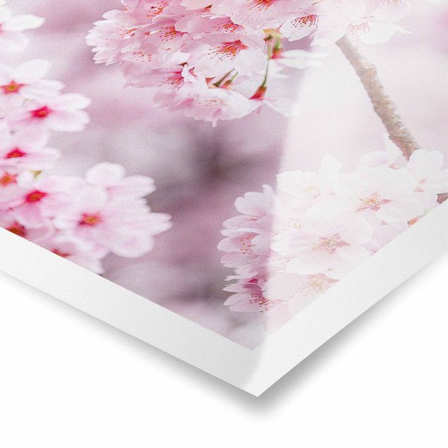 Posters Japanese Cherry Blossoms