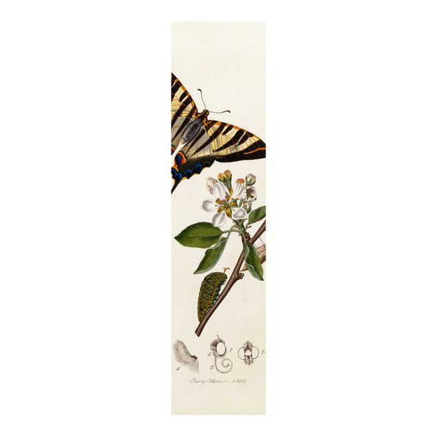 Schuifgordijnen John Curtis - A Scarce Swallow-Tail Butterfly