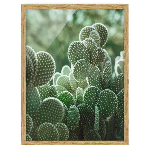 Ingelijste posters Cacti