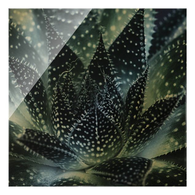 Glasschilderijen Cactus Drizzled With Starlight At Night
