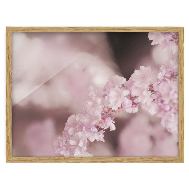 Ingelijste posters Cherry Blossoms In Purple Light