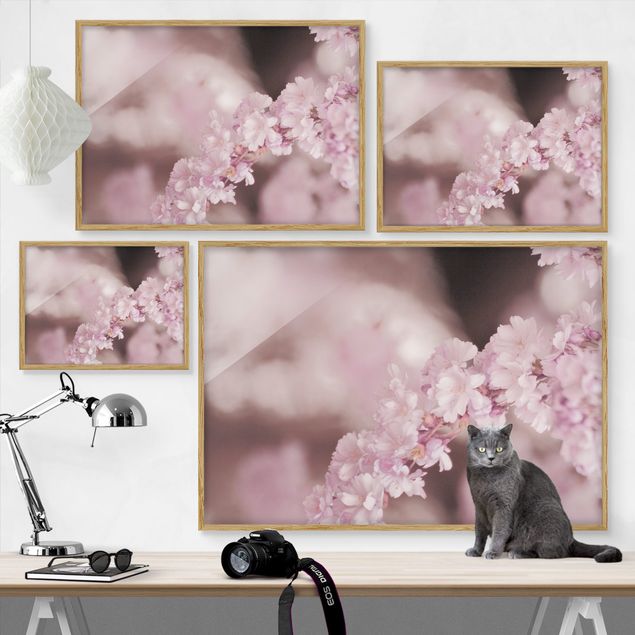 Ingelijste posters Cherry Blossoms In Purple Light