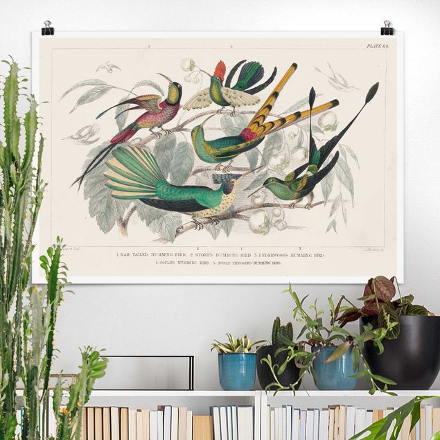Poster - Hummingbird Diagram