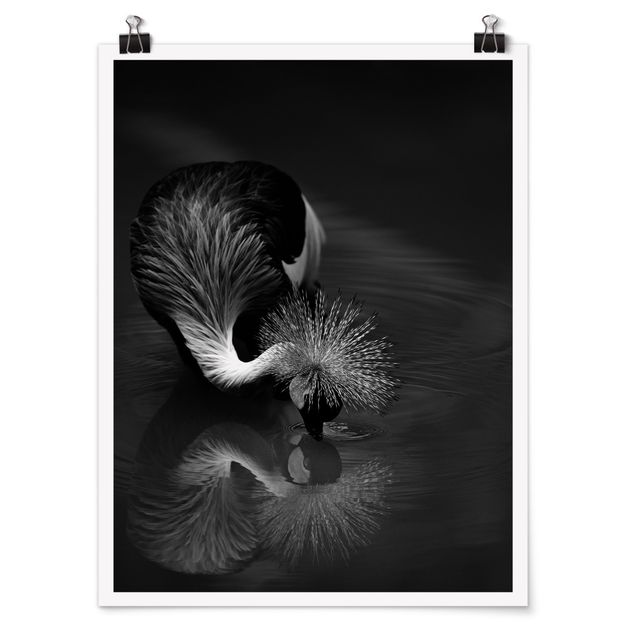 Posters Crowned Crane Bow Black And White