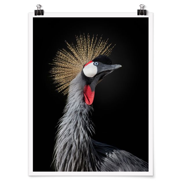 Posters Crowned Crane In Front Of Black