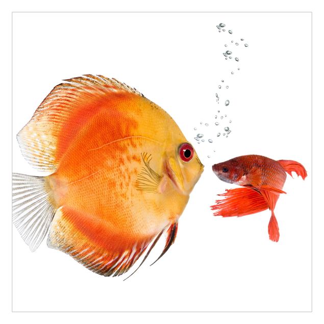 Fotobehang Kissing Fish