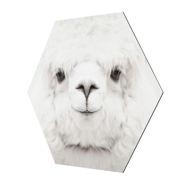 Hexagons Aluminium Dibond schilderijen Smiling Alpaca