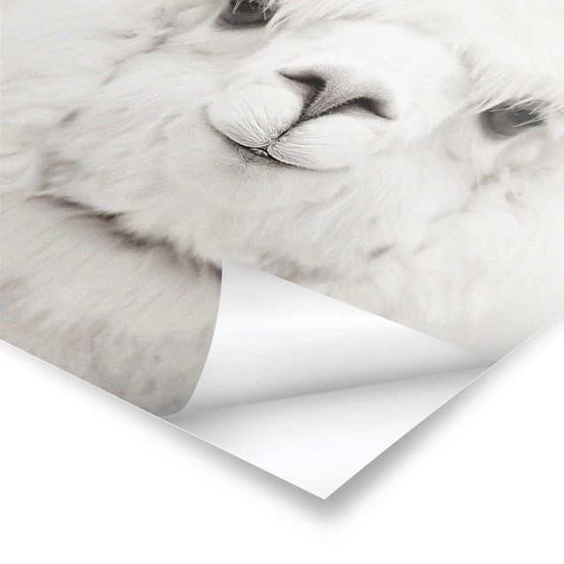 Posters Smiling Alpaca