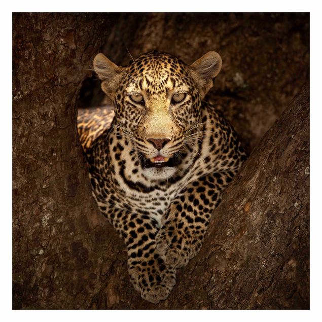 Fotobehang Leopard Resting On A Tree