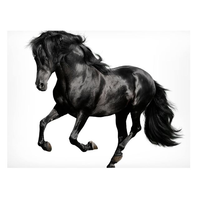 Magneetborden Arabian Stallion