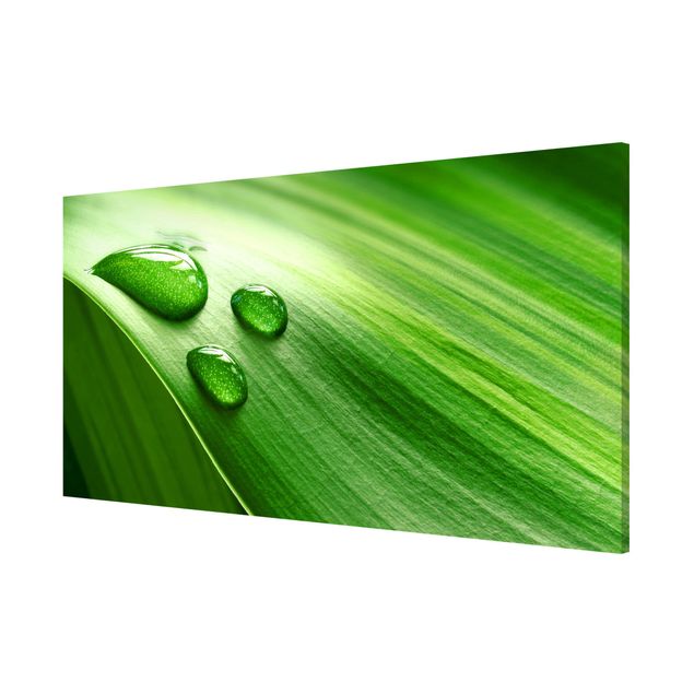 Magneetborden Banana Leaf With Drops
