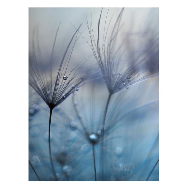 Magneetborden Blue Feathers In The Rain