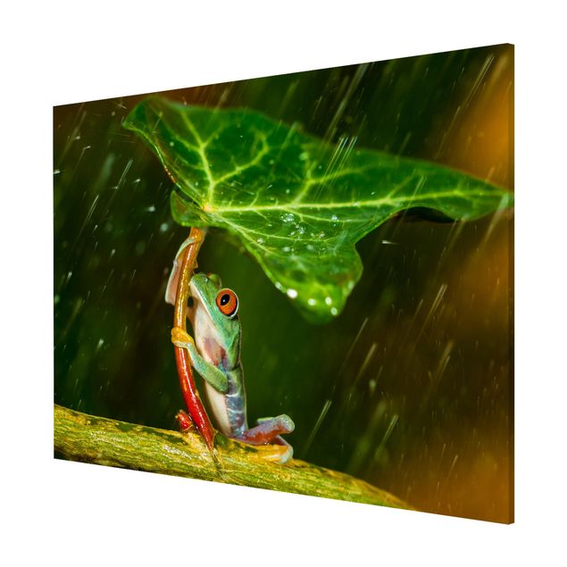 Magneetborden Frog In The Rain