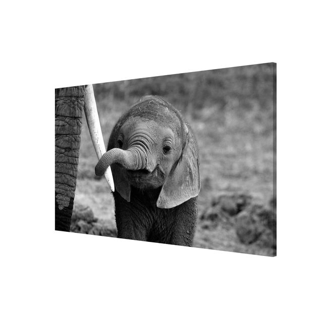 Magneetborden Baby Elephant