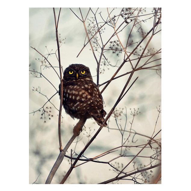 Magneetborden Owl In The Winter