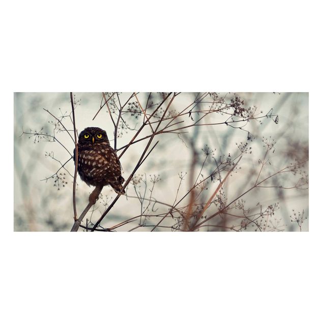 Magneetborden Owl In The Winter