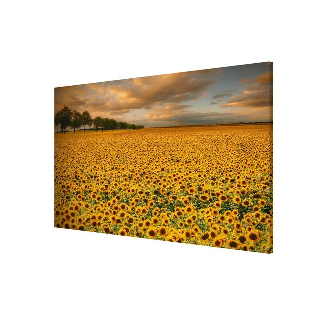Magneetborden Field With Sunflowers