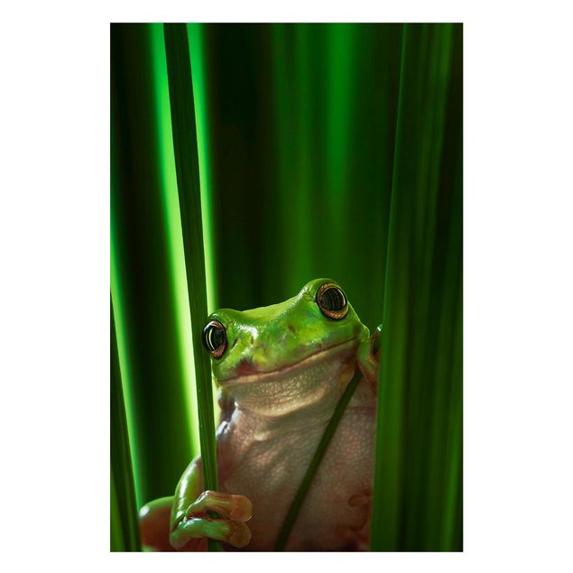 Magneetborden Merry Frog