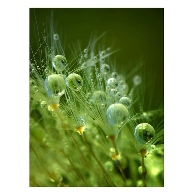 Magneetborden Green Seeds In The Rain