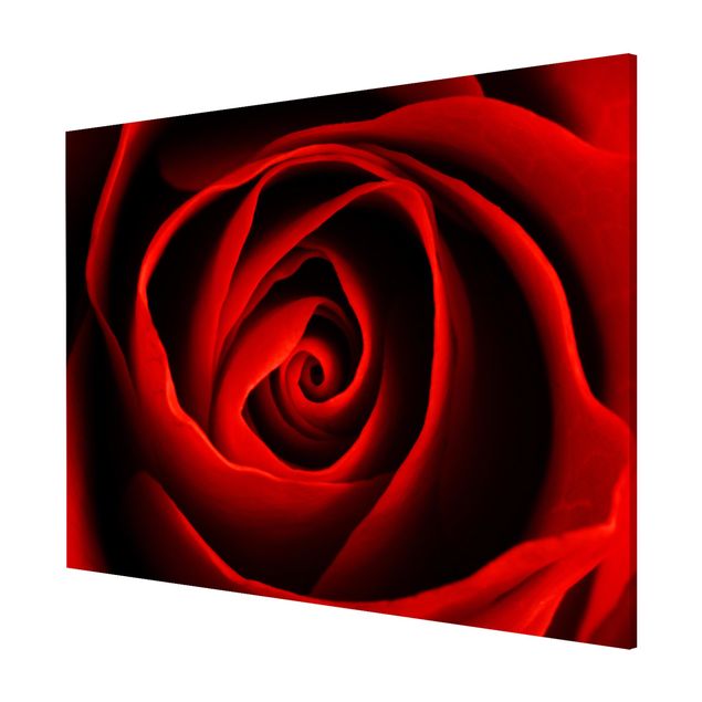 Magneetborden Lovely Rose