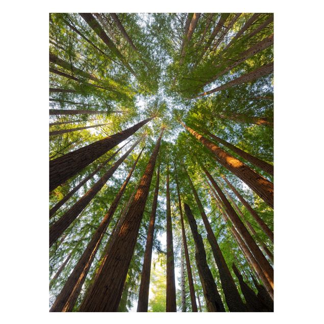 Magneetborden Sequoia Tree Tops