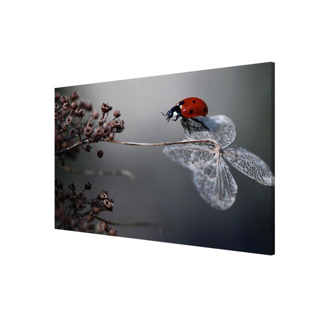 Magneetborden Ladybird On Hydrangea