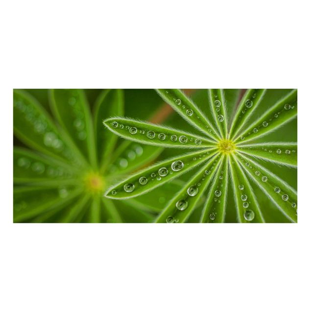 Magneetborden Morning Dew On Lupine Leaves
