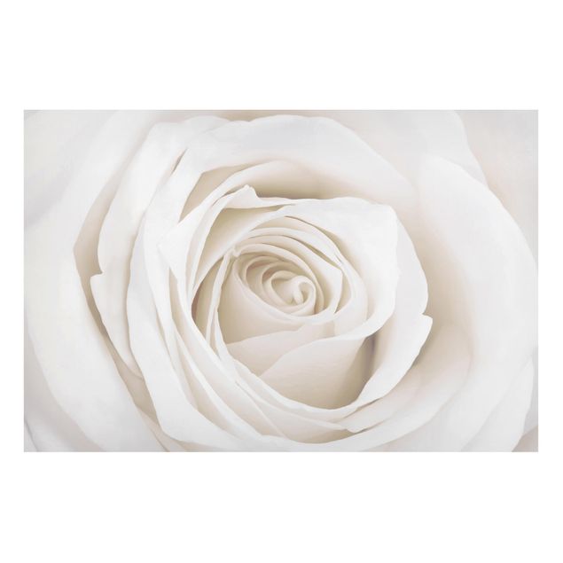 Magneetborden Pretty White Rose