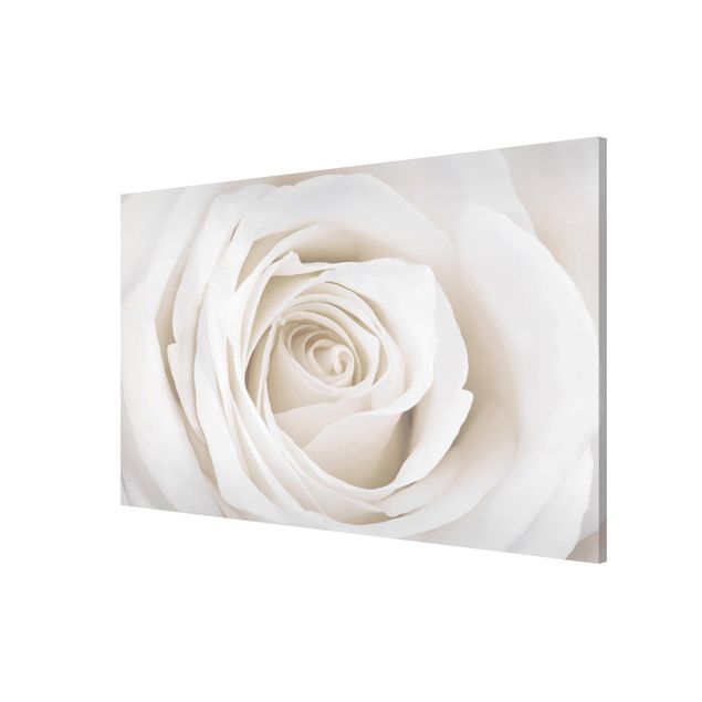 Magneetborden Pretty White Rose
