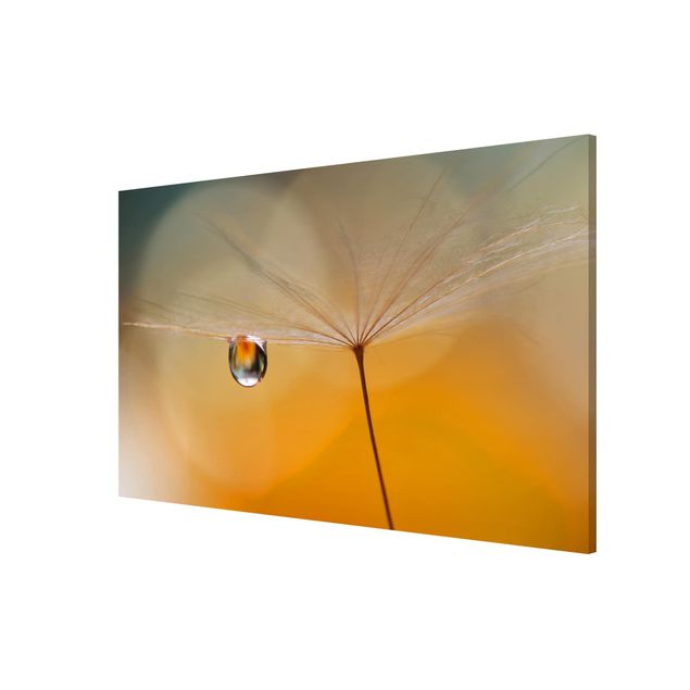 Magneetborden Dandelion In Orange
