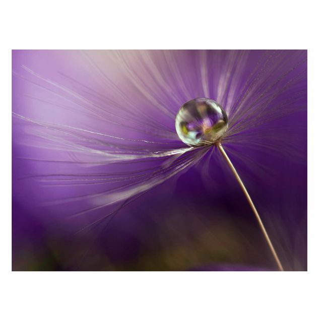 Magneetborden Dandelion In Violet