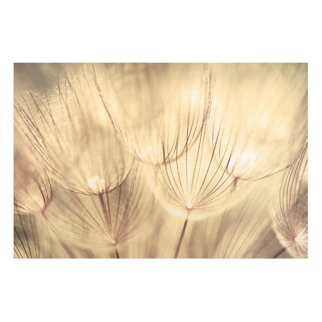 Magneetborden Dandelions Close-Up In Cozy Sepia Tones