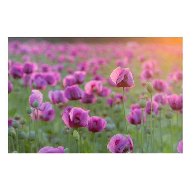Magneetborden Purple Poppy Flower Meadow In Spring