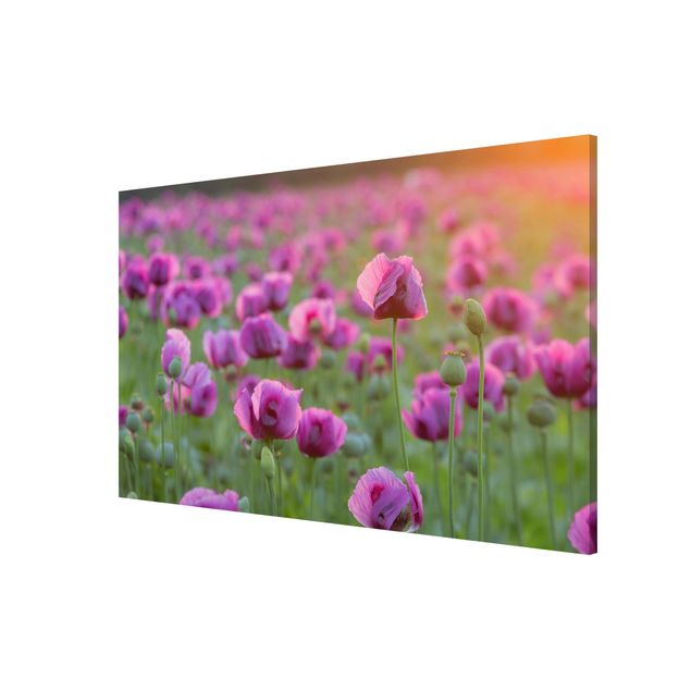 Magneetborden Purple Poppy Flower Meadow In Spring