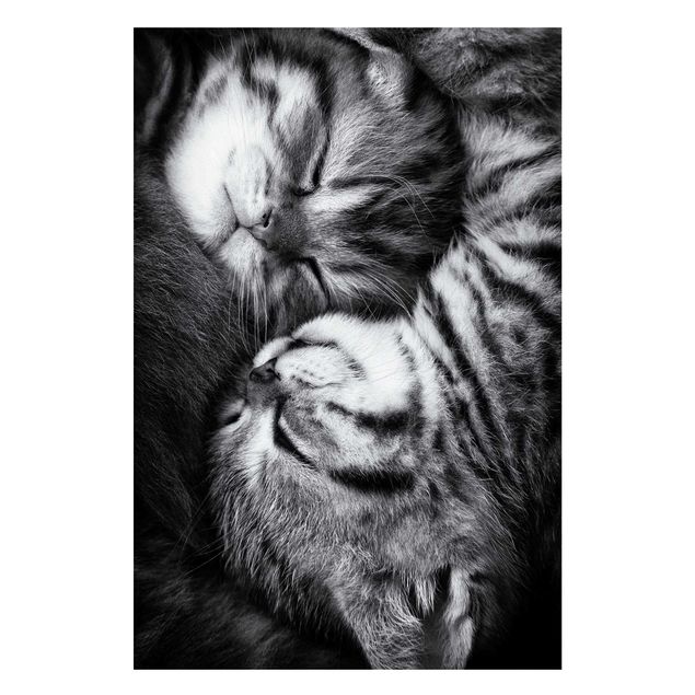 Magneetborden Two Kittens