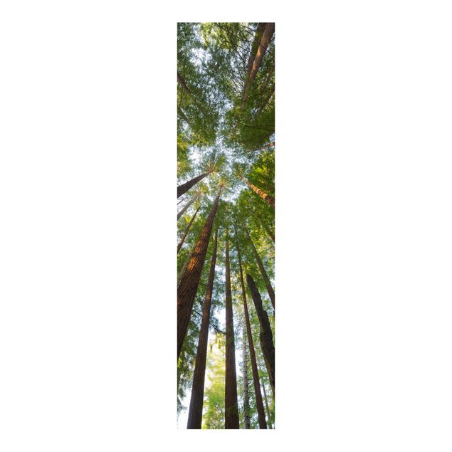 Schuifgordijnen Sequoia Tree Tops