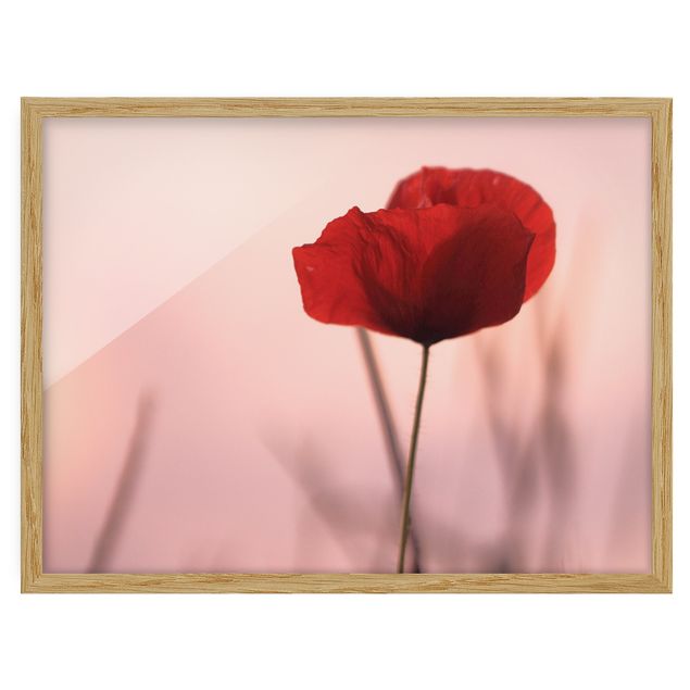 Ingelijste posters Poppy Flower In Twilight