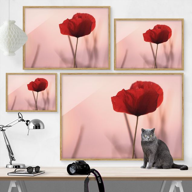 Ingelijste posters Poppy Flower In Twilight
